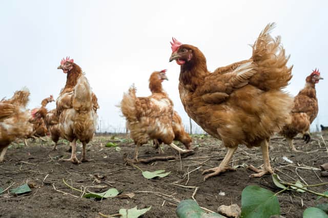 Free range chicken and eggs will be returning to supermarket shelves (image: AFP/Getty Images)
