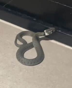 Rylan reacted hysterically upon finding a snake in his house. (Photo; Rylan Clark/Instagram)