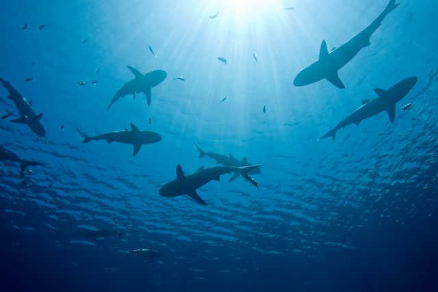 Sharks have been spotted in UK waters 
