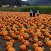 We’ve rounded up the best places to go pumpkin picking in Leeds this Halloween