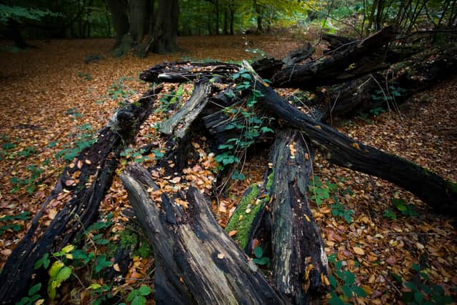 Try your wildlife skills at TCV Skelton Grange with a day of campfire cooking, shelter building, fire lighting and a wide range of games and activities.