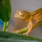 Reptile experts at Chester Zoo have become the first in the UK to breed rare Parson’s chameleons.