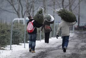 Here’s where you can recycle your Christmas tree in Leeds