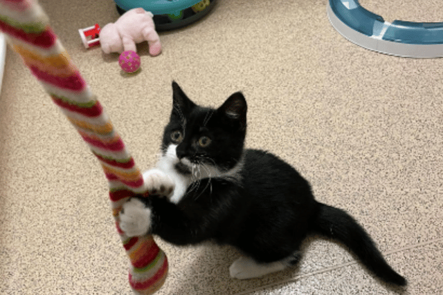 Brenda is up for adoption at the RSPCA in Leeds