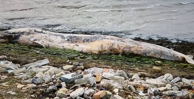 A dead 12ft whale was washed up on the banks of a British river last week.