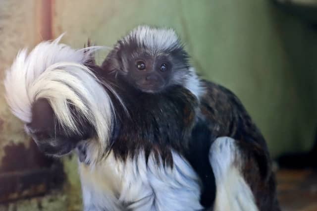 Nigel the young cotton-top tamarin monkey on mother Florencia’s back at Drusillas Zoo Park in Alfriston, East Sussex (Credit: Drusillas Zoo Park/SWNS)