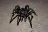 Arachnaphobes can face their fears with London Zoo’s Friendly Spider Programme