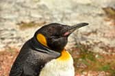 Spike the penguin crowned best in the world - who is the celebrity penguin with over 17k followers?