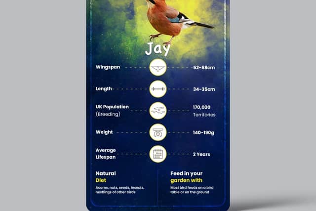 Bird card for the Jay