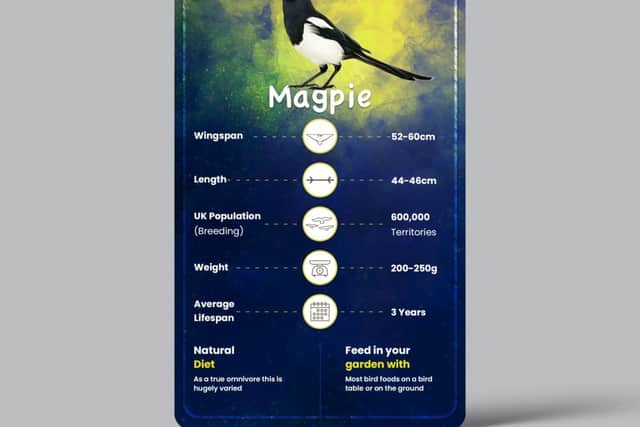 Bird card for the Magpie