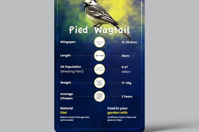 Bird card for the Pied Wagtail