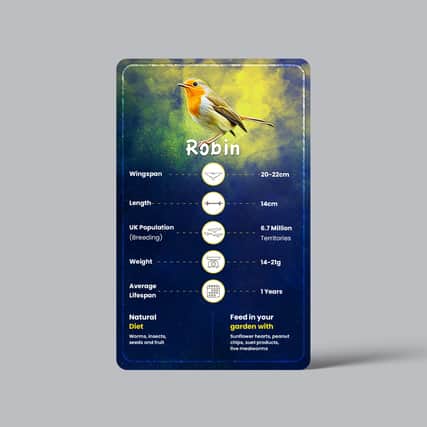 Bird card for the robin
