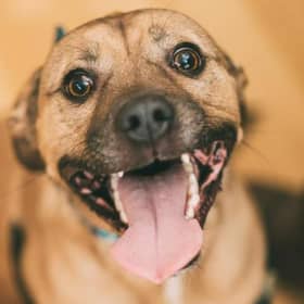 Cairo, a Blue Cross dog
