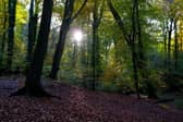 According to the report, only seven per cent of UK native woodland is in good ecological condition (Photo: Richard Heathcote/Getty Images)
