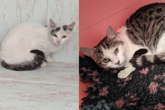 According to RSPCA the cats would have died if they had not been found when they were.