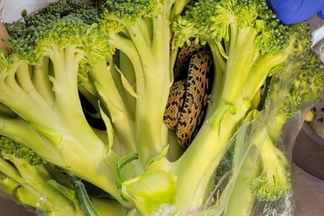 Budget supermarket, Aldi, has apologised after a grandad found a snake in a bag of broccoli purchased at the store.