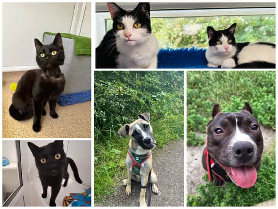 RSPCA Leeds: Every cat and dog available for adoption. Photo by RSPCA
