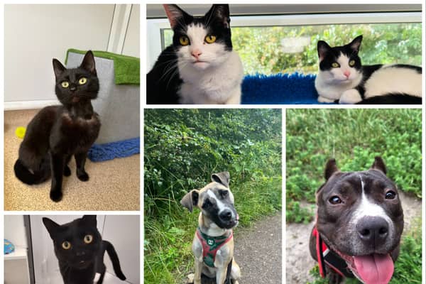RSPCA Leeds: Every cat and dog available for adoption. Photo by RSPCA