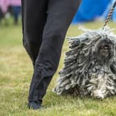 A Puli in competition on the first day at last year's Leeds Championship Dog Show at Harewood House. Picture by Tony Johnson