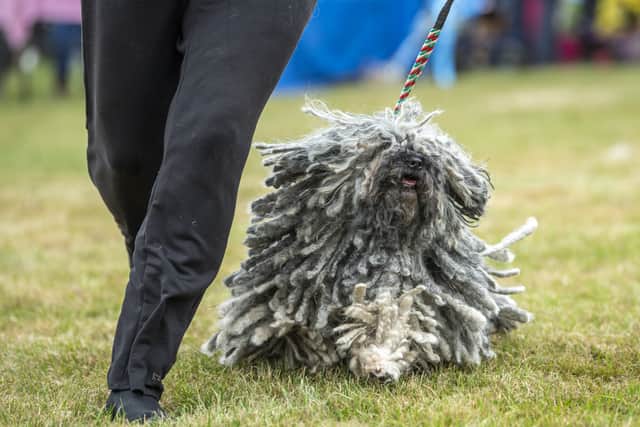 A Puli in competition on the first day at last year's Leeds Championship Dog Show at Harewood House. Picture by Tony Johnson