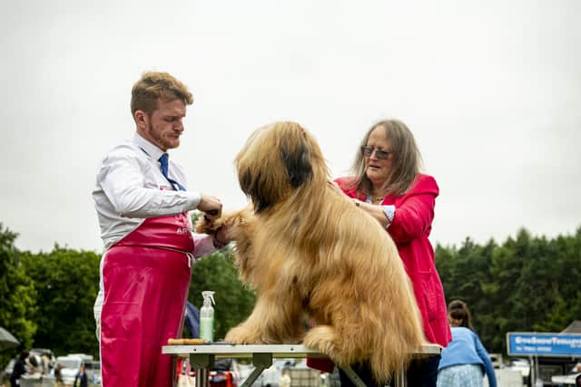 Michael Craig  and Jenny Snelling comb a briard on the first day at the 2022 edition of Leeds Championship Dog Show at Harewood House. Picture by Tony Johnson