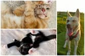 RSPCA Leeds: Every cat and dog available for adoption including four-year-old cat abandoned by his family