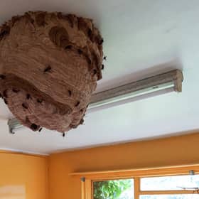 Massive Asian Hornet nest discovered in derelict house - prompting fresh warnings 