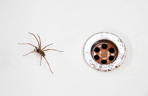 Spider season is upon us - here’s how to prevent them from entering your home. (Getty Images)