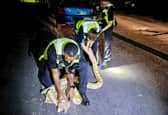 Cops received a call from a member of the public that a 12 foot yellow python was slithering on Harwood Street, West Bromwich.  