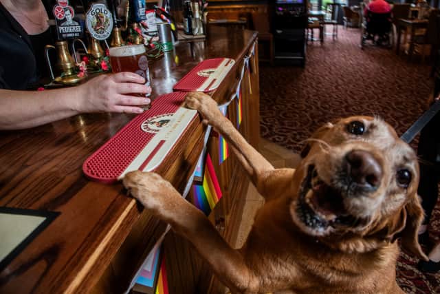 Not a scene you’ll see anytime soon in your local Wetherspoons, as the pub chain remains committed to banning dogs from its premises
