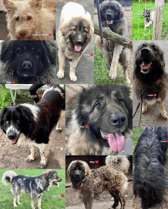 The 11 dogs campaigners believe the council had euthanised (Lost Souls/Facebook)