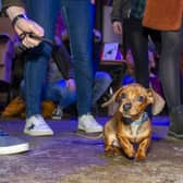 The Dashing Dachshund Christmas Tour returns with hundreds of sausage dogs. Picture by Tony Johnson
