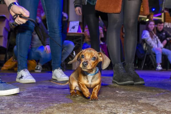 The Dashing Dachshund Christmas Tour returns with hundreds of sausage dogs. Picture by Tony Johnson
