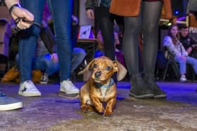 The Dashing Dachshund Christmas Tour returns with hundreds of sausage dogs. Picture by Tony Johnson