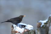 Colder weather drives many birds to seek refuge in gardens (Photo: Ben Andrew/RSPB)