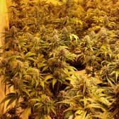 More than £2 million worth of cannabis and Class A drugs have been seized in Bradford South. Picture by West Yorkshire Police