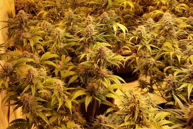 More than £2 million worth of cannabis and Class A drugs have been seized in Bradford South. Picture by West Yorkshire Police