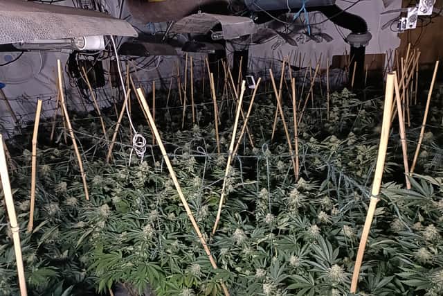 Over 100 cannabis plans were seized in the early morning raid in Dewsbury. Picture by West Yorkshire Police