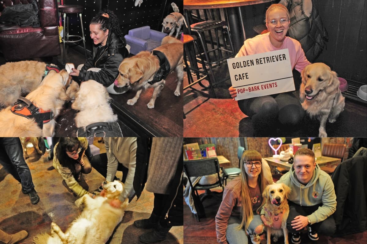 Labradora Cafe 13 amazing pictures as happy dogs gathered for the POP + BARK Labrador ...