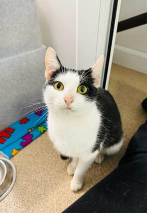 One-year-old Angel arrived at the centre in a "bad way", the team at the RSPCA explained - and was "absolutely starving". But after plenty of love and care, she now has a full belly and is a happy and healthy kitten. Angel loves fuss and attention, and would be keen to live with a playful family.