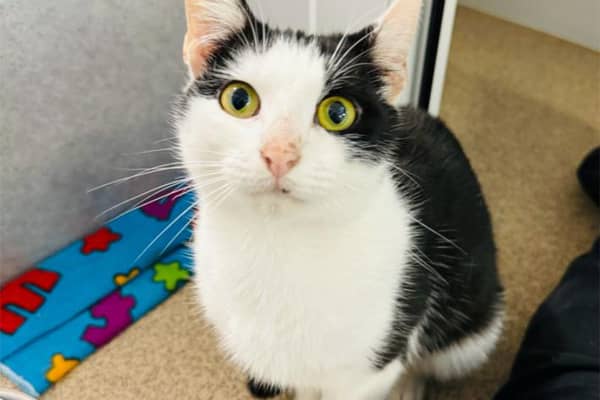 One-year-old Angel arrived at the centre in a "bad way", the team at the RSPCA explained - and was "absolutely starving". But after plenty of love and care, she now has a full belly and is a happy and healthy kitten. Angel loves fuss and attention, and would be keen to live with a playful family.