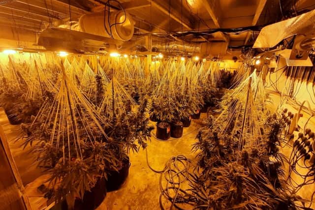 The cannabis farm was discovered in Armley Road last year, with more than 2,000 plants. Photo: West Yorkshire Police.