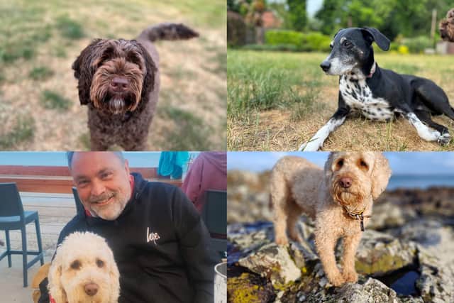 Clockwise from top left: Scooter, Pickle, Molly and Terry and Molly (Photos issued by Anderson Moores)
