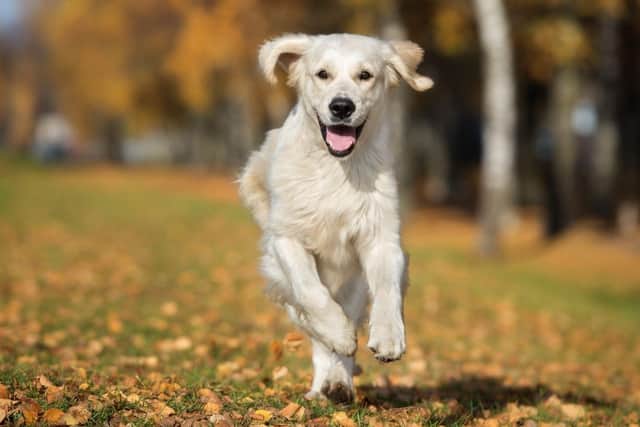 The symptoms of Alabama Rot include skin sores, visible swelling, red patch or skin defects