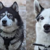 Huskies Tala and Goose had a tough time before coming to the RSPCA's centre in Leeds, as they were both kept in cages for long periods of time - and suffered "a lot of neglect". After months of patiently waiting, they found a new home. But sadly, this was not to be their forever home and they are once again hoping to find a new family. Goose, 12, is deaf and loves zooming about fields, while seven-year-old Tala enjoys chilling out.