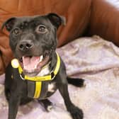 One-year-old Ebony is a classic little Staffy. She was found as a stray, so unfortunately nothing is known about her history. The team have found her to be a busy, energetic girl who loves her training. She would not suit sharing with children or other pets due to her need to build on her socialisation
skills. She will need a secure garden.