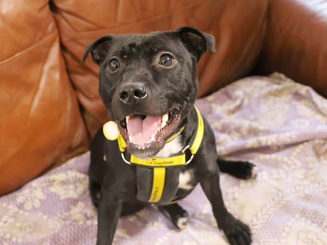 One-year-old Ebony is a classic little Staffy. She was found as a stray, so unfortunately nothing is known about her history. The team have found her to be a busy, energetic girl who loves her training. She would not suit sharing with children or other pets due to her need to build on her socialisation
skills. She will need a secure garden.