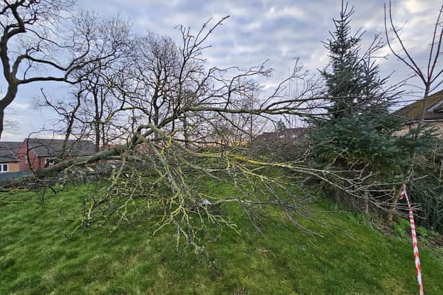 A 60ft lime tree was chopped down by an intruder.