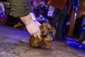 The Pup Up Cafe will see hundreds of Dachshunds visit Leeds (Photo by Tony Johnson/National World)
