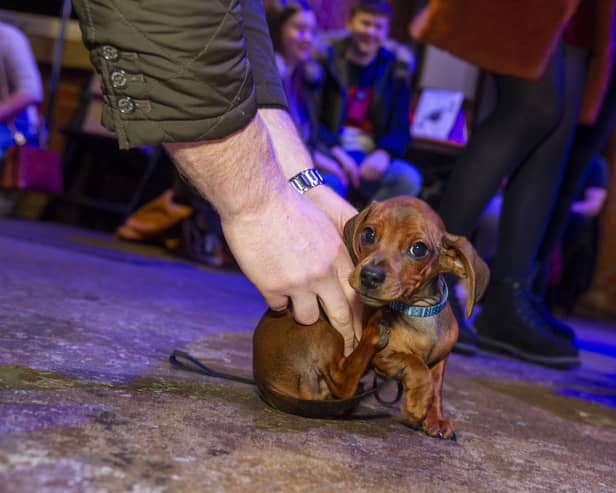 The Pup Up Cafe will see hundreds of Dachshunds visit Leeds (Photo by Tony Johnson/National World)